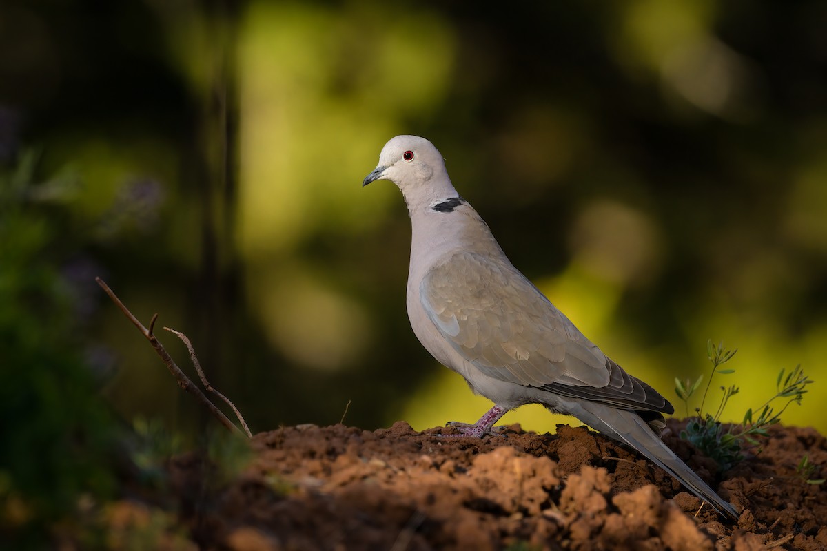 Eurasian Collared-Dove - Daniel Grossi