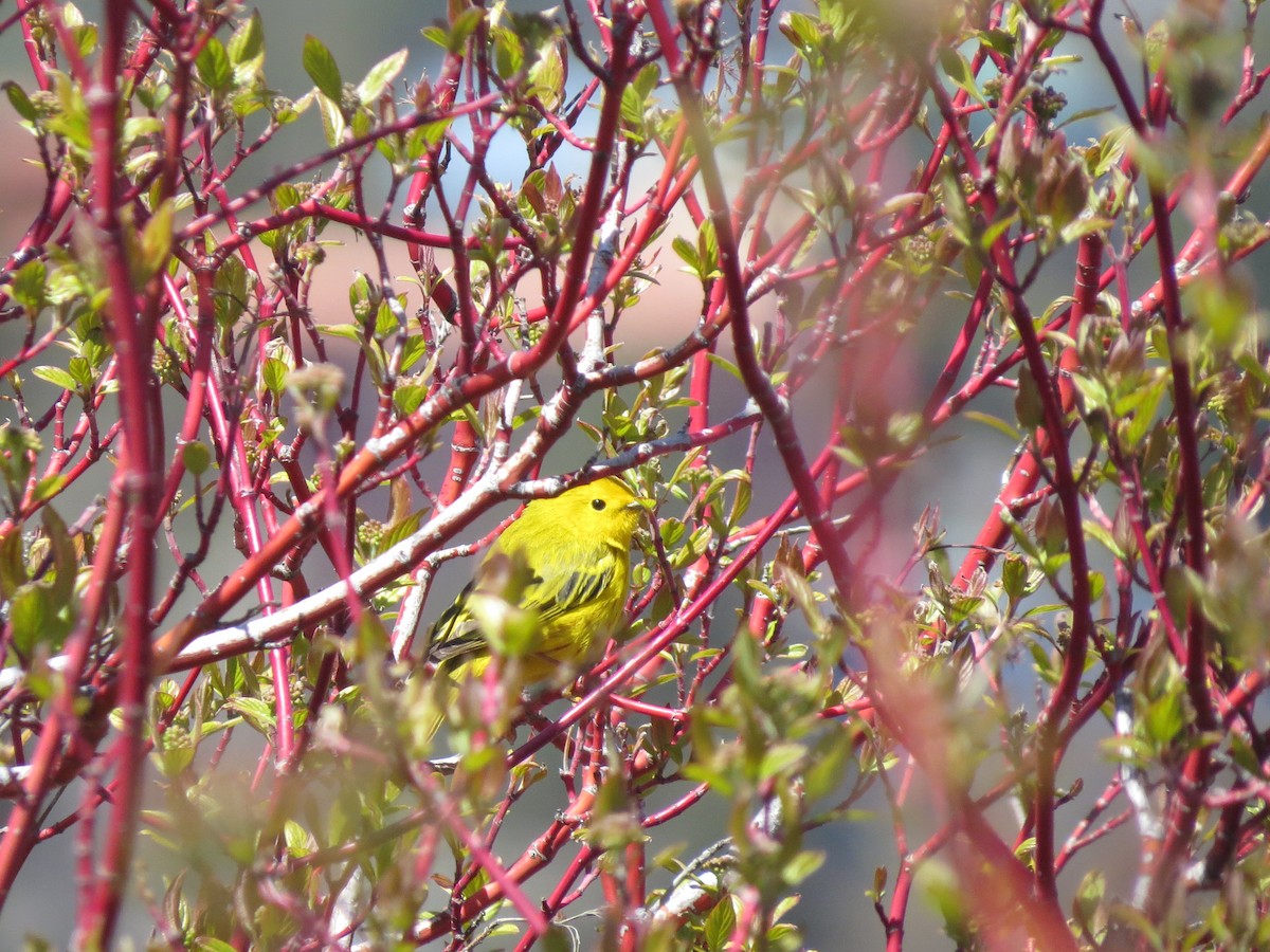 Paruline jaune - ML56116891