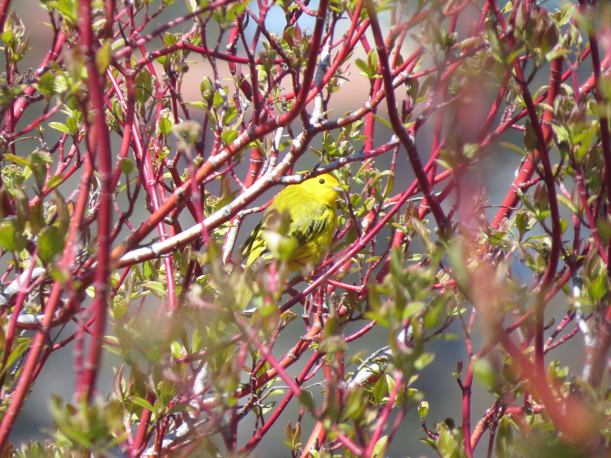 Paruline jaune - ML56116911