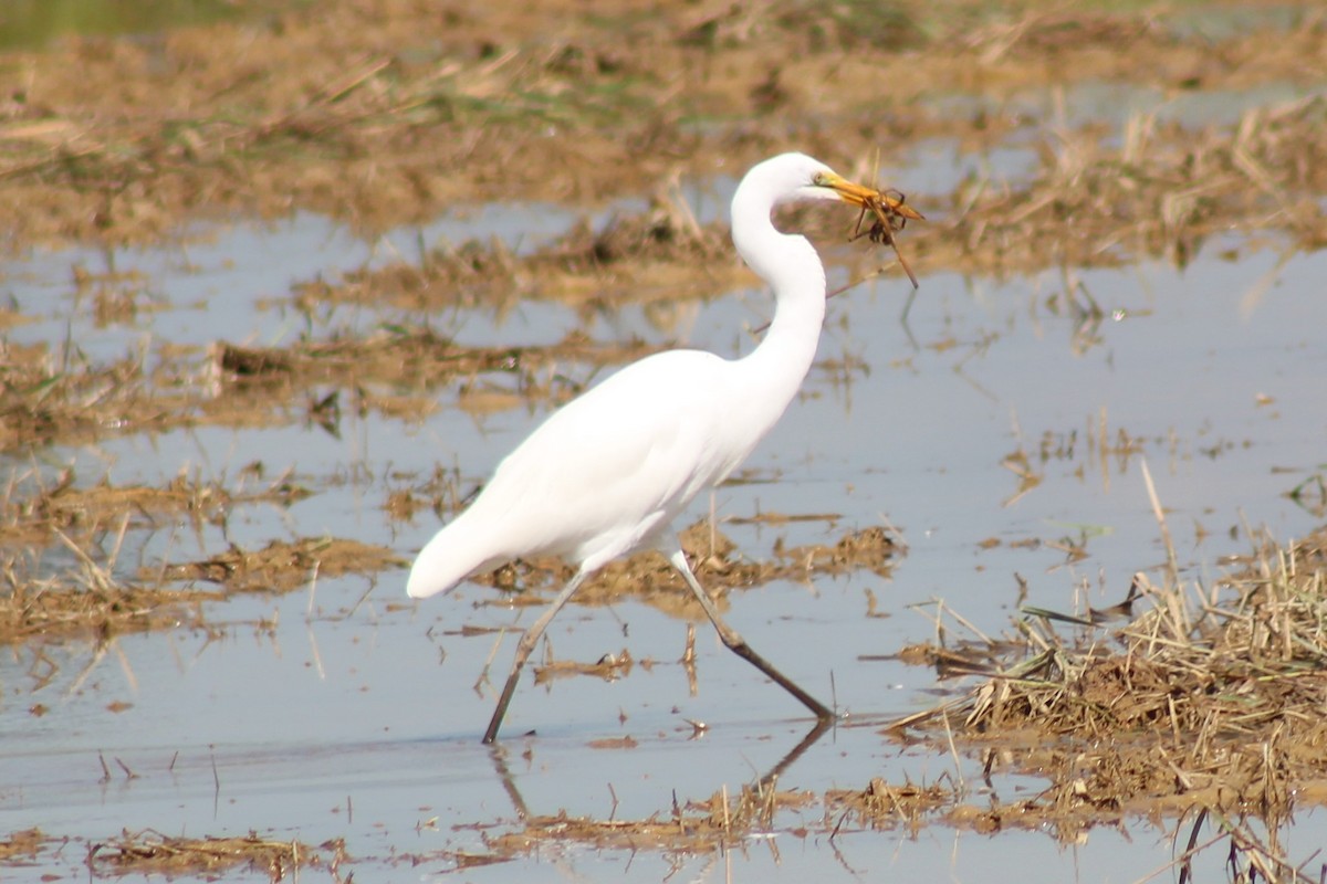 Great Egret - ML561169811