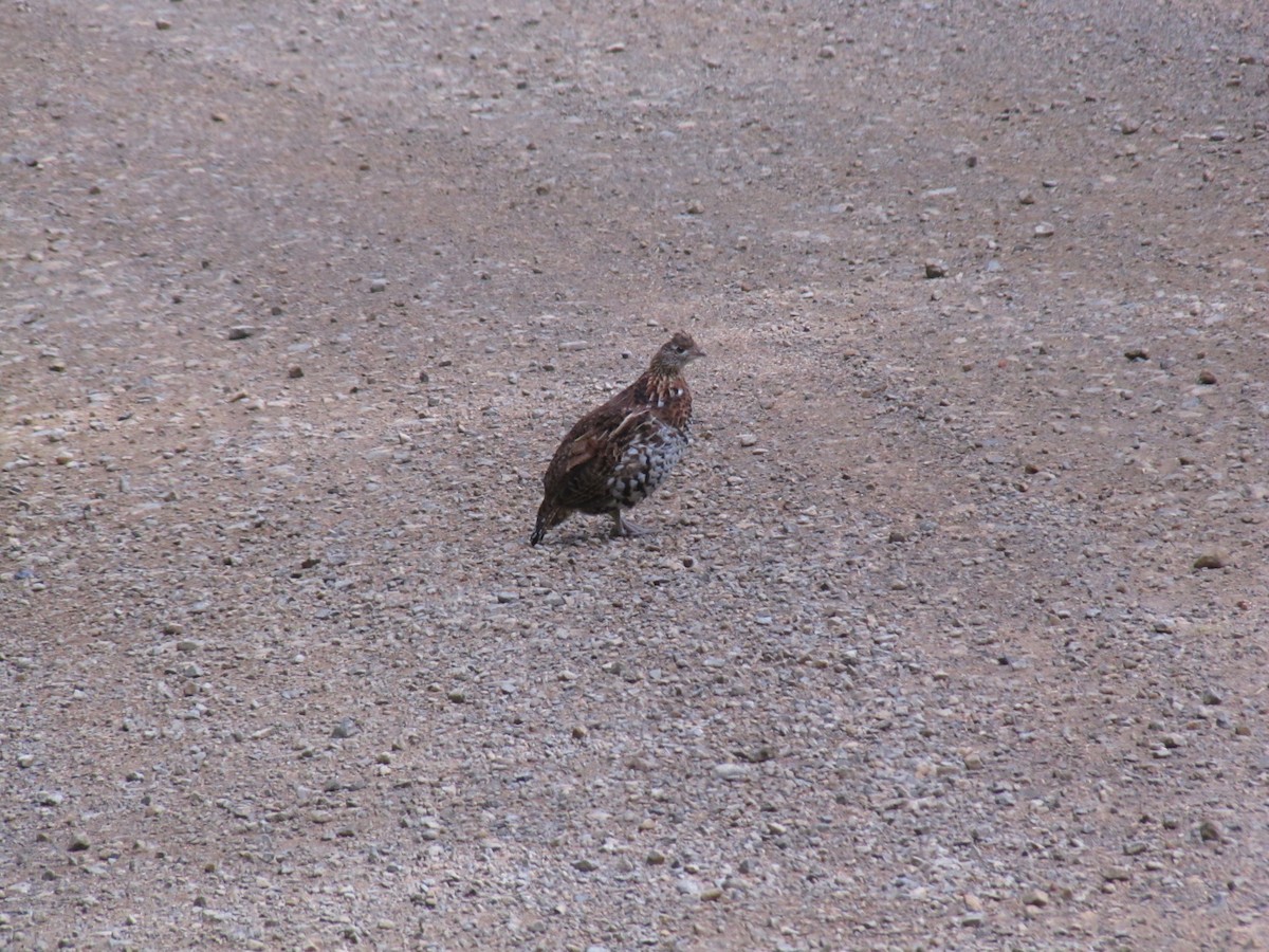 Ruffed Grouse - Adrian Hinkle