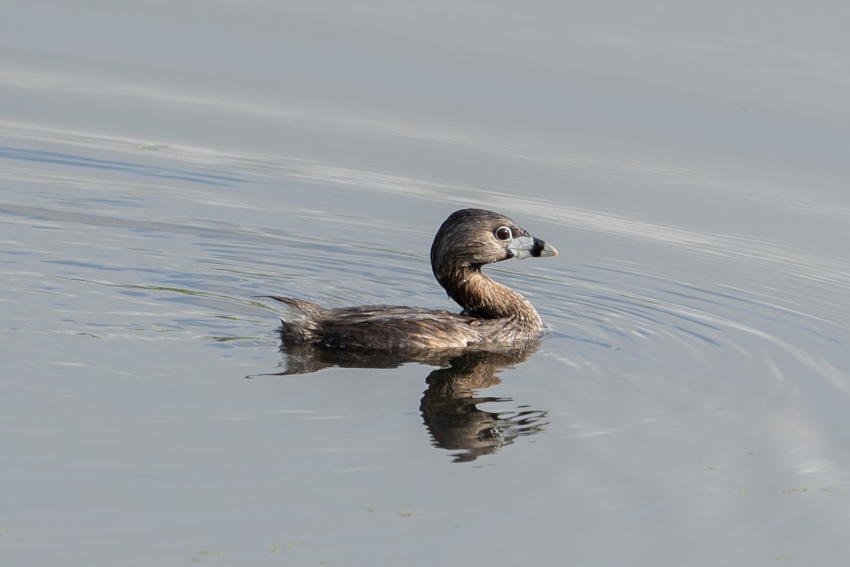 Pied-billed Grebe - ML561172881