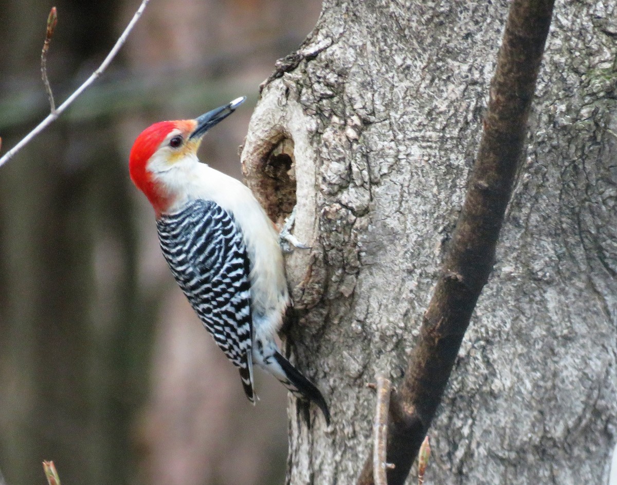 Red-bellied Woodpecker - ML561175561