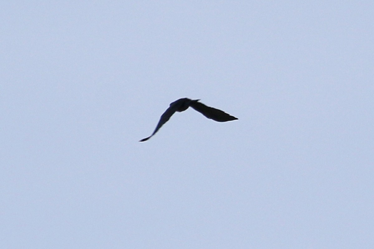Lewis's Woodpecker - ML561176141