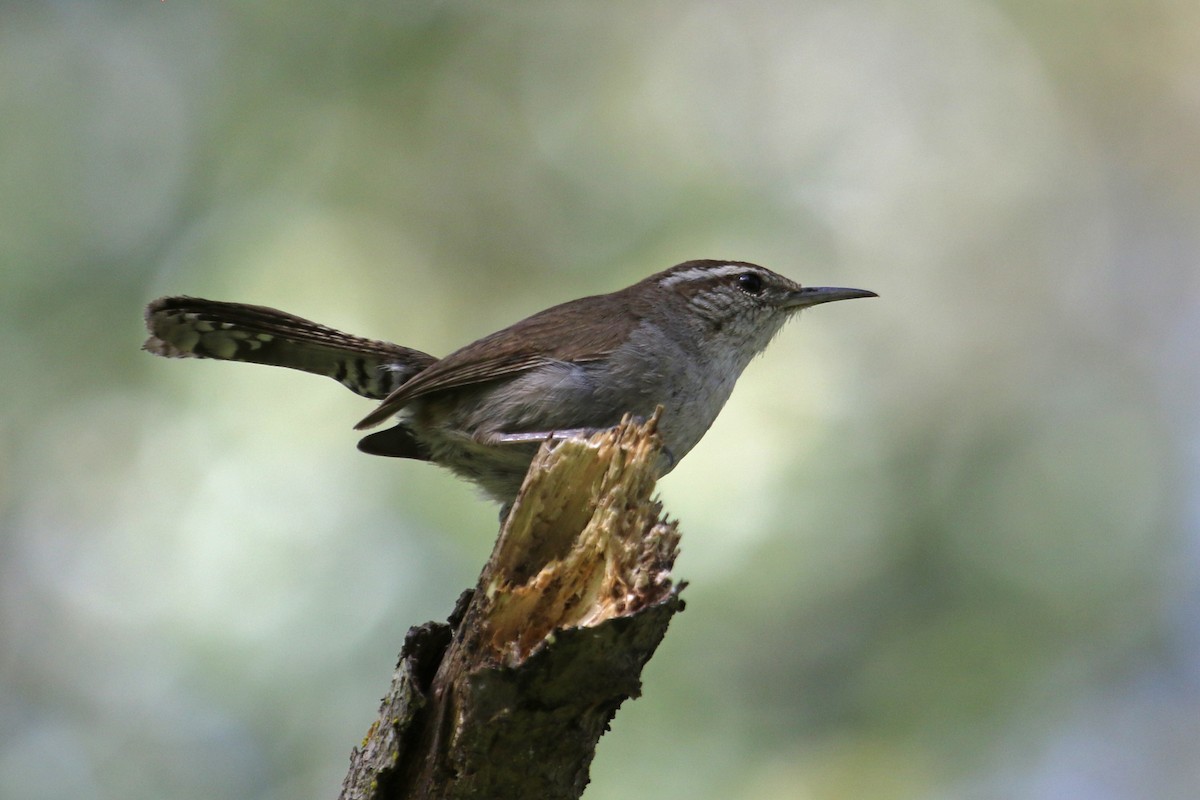 Bewick's Wren - ML561176371
