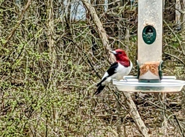 Red-headed Woodpecker - ML561177001