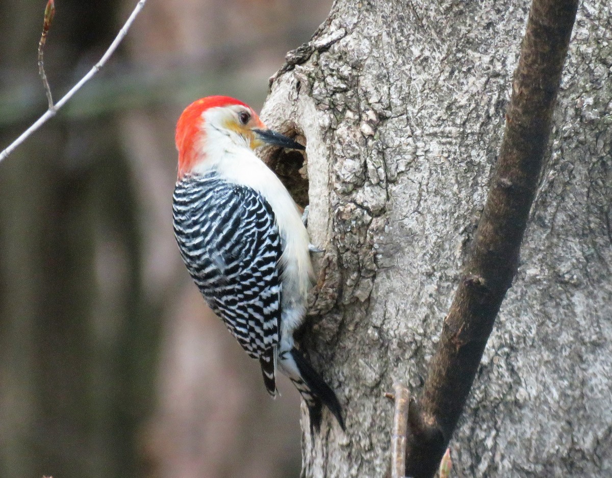 Red-bellied Woodpecker - ML561177031