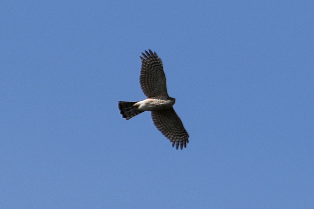 Sharp-shinned Hawk - ML561177301