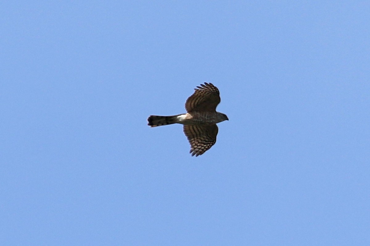 Sharp-shinned Hawk - ML561177341