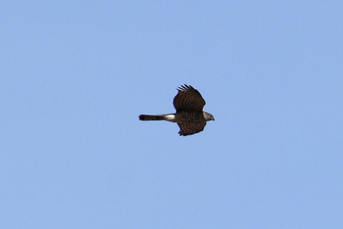 Sharp-shinned Hawk - ML561177351