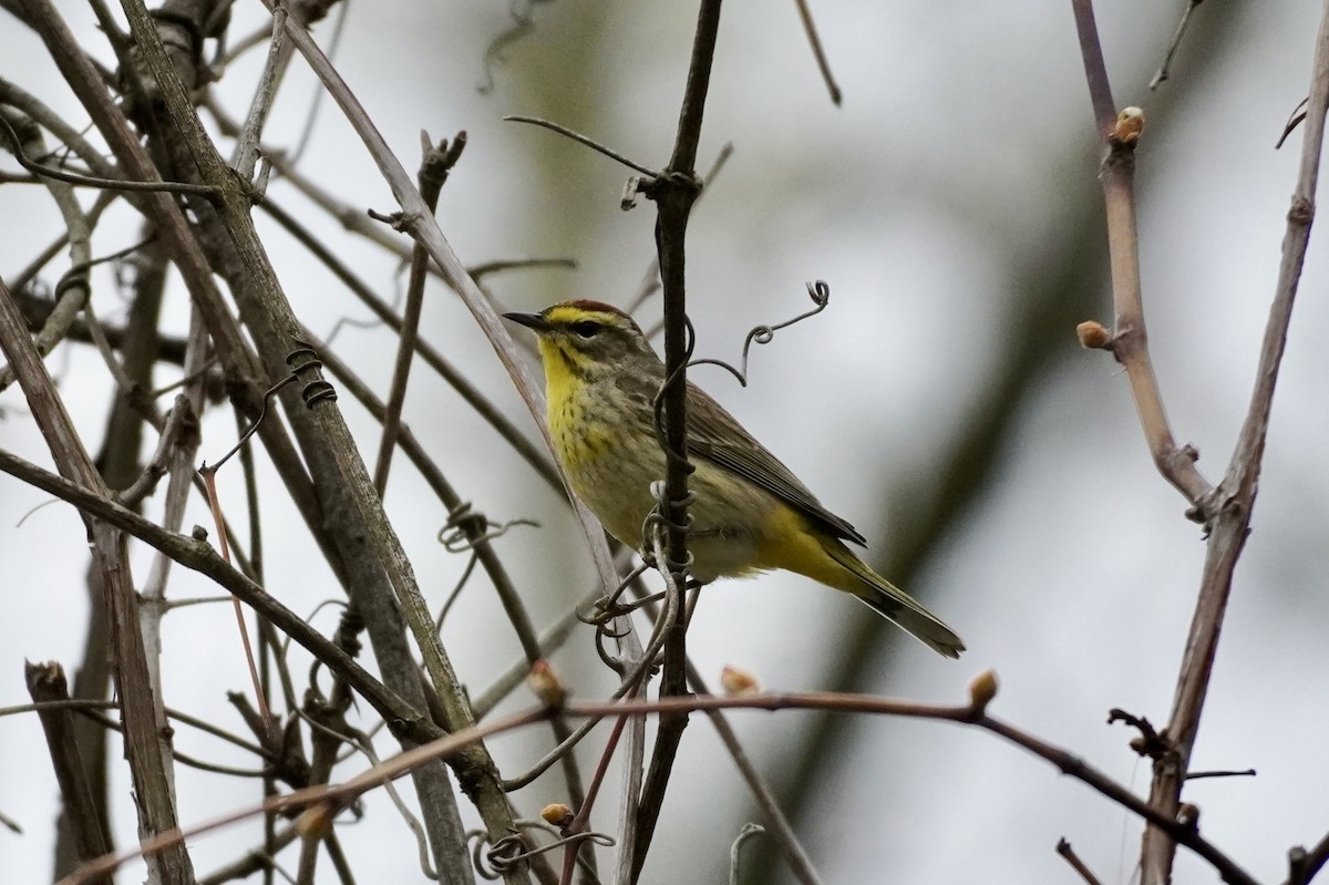 Palm Warbler - ML561177391