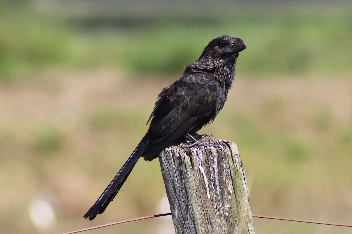 Smooth-billed Ani - ML561179461