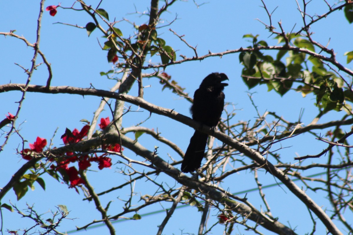 Smooth-billed Ani - Andréa Souza