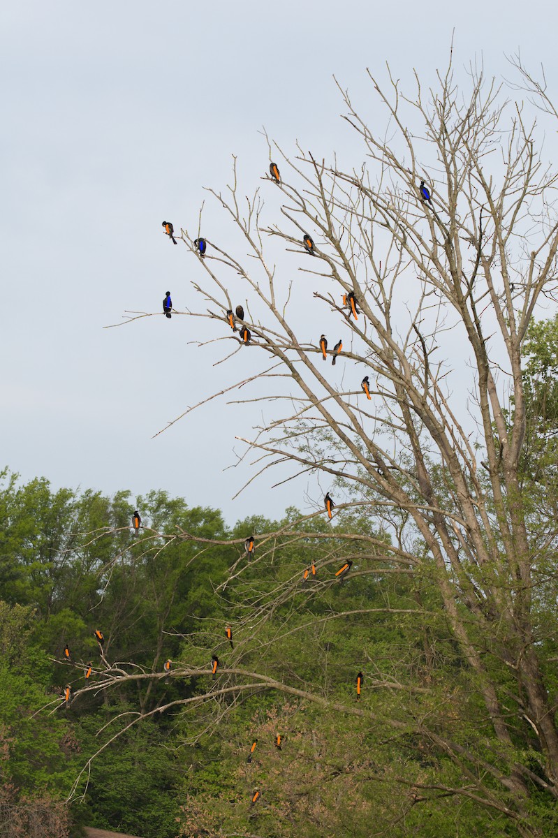 Anhinga - ML561181141