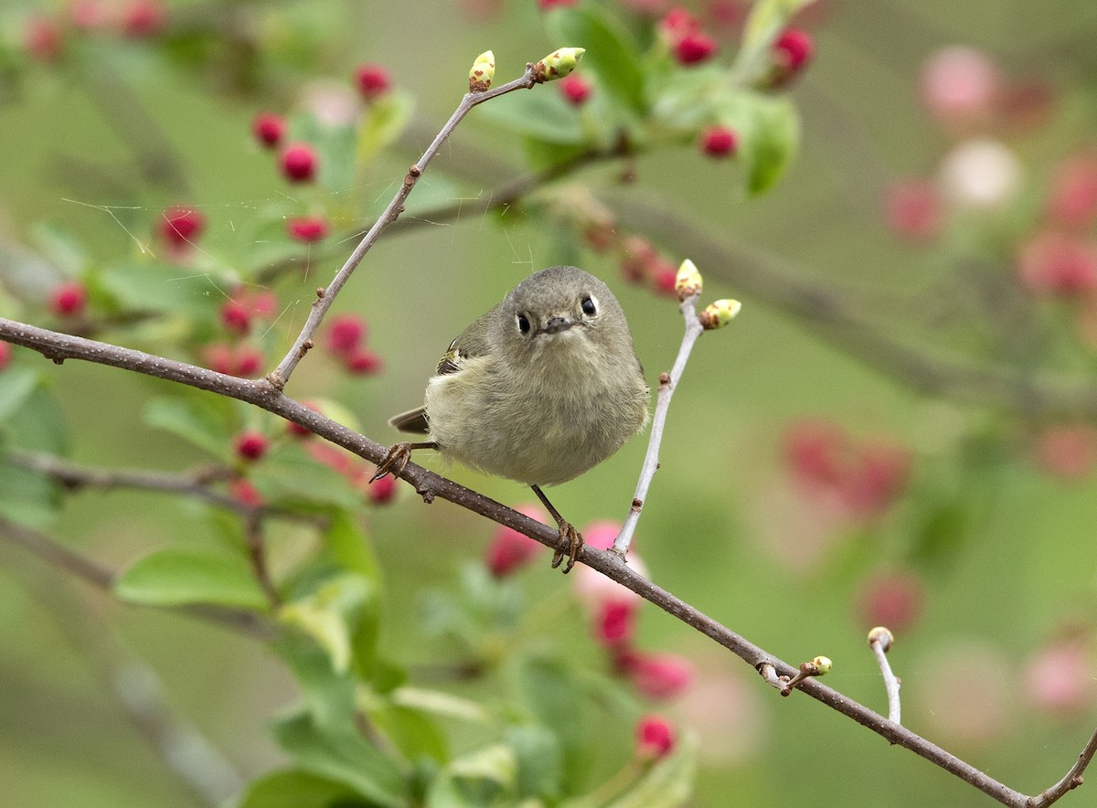 Ruby-crowned Kinglet - Jamie Collins