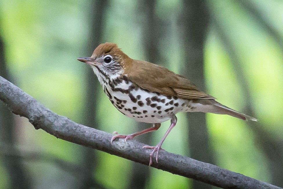 Wood Thrush - ML56118221