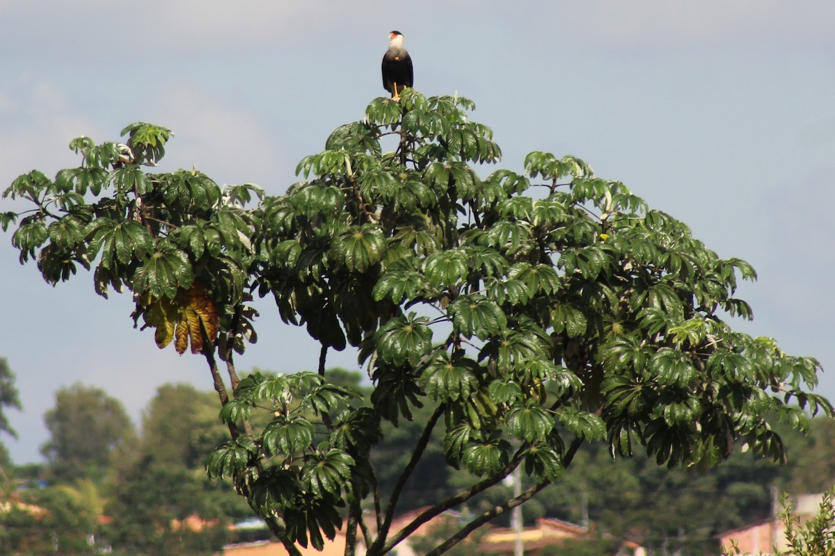 Caracara huppé - ML561182371