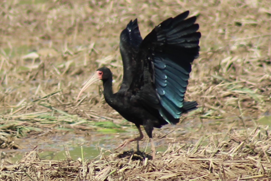 Ibis à face nue - ML561183781