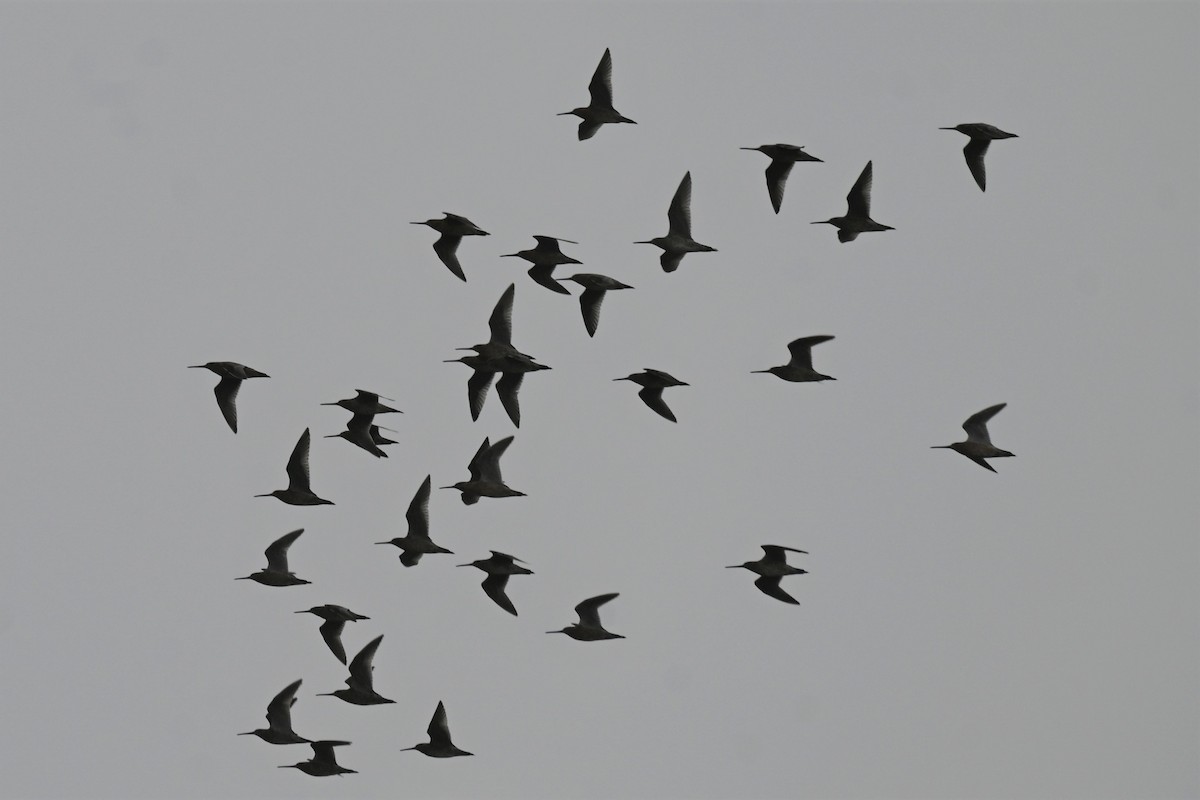 Short-billed Dowitcher - Dylan Law