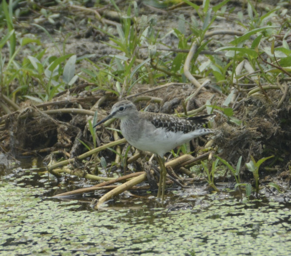 Wood Sandpiper - ML561184501