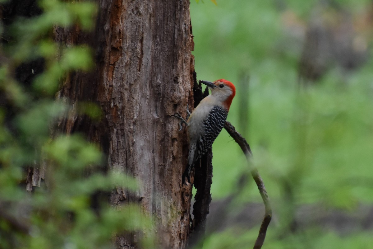 Red-bellied Woodpecker - ML561185721