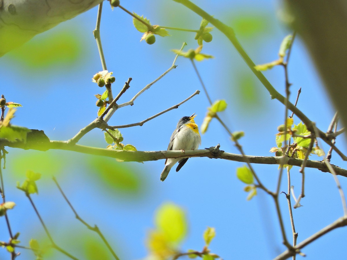 Northern Parula - Douglass Gaking