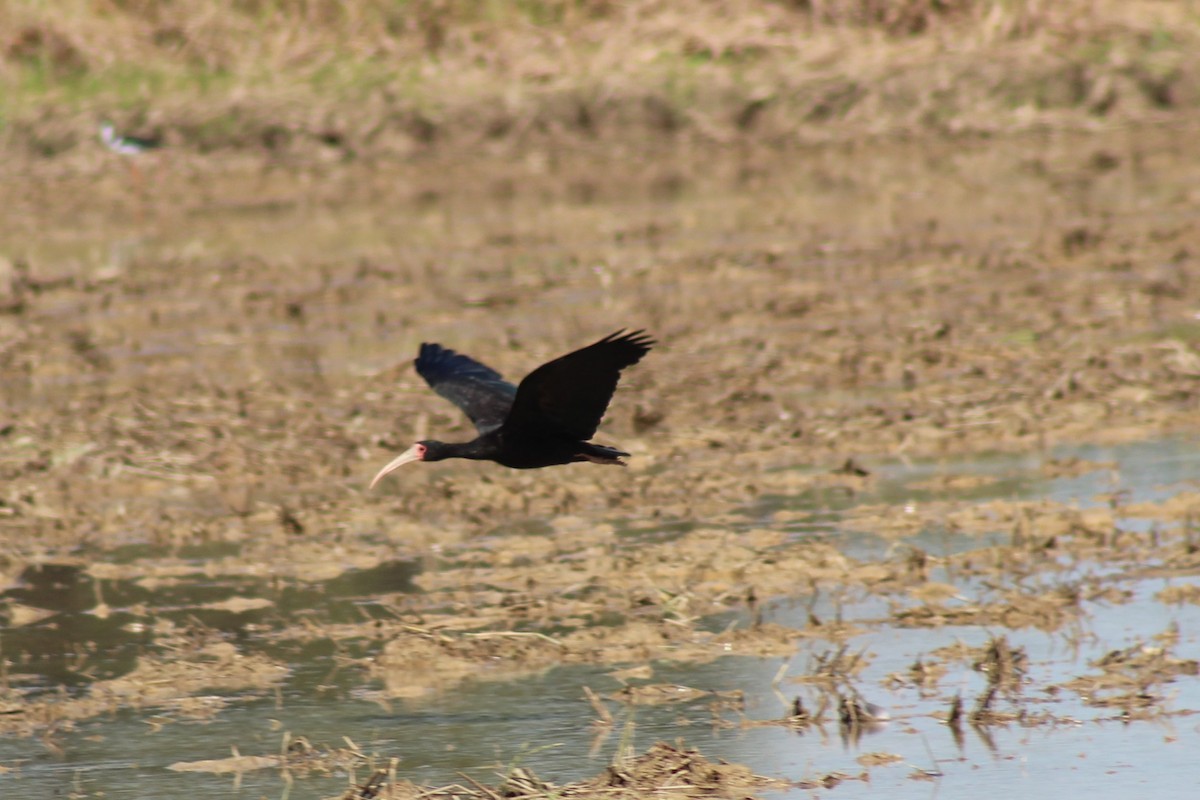 Bare-faced Ibis - ML561187151