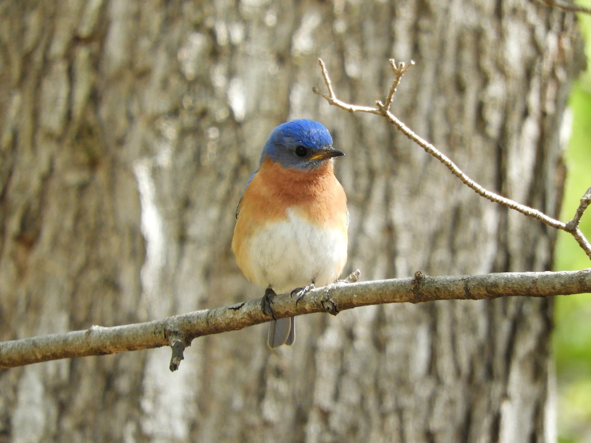 Eastern Bluebird - ML561187941