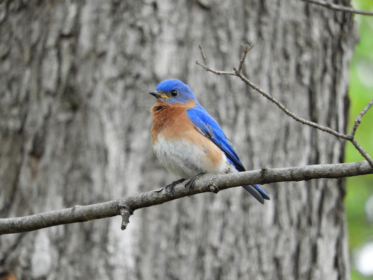 Eastern Bluebird - Douglass Gaking