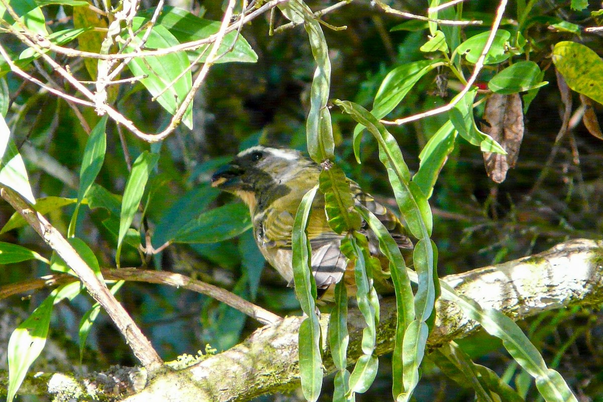 Green-winged Saltator - ML561188881