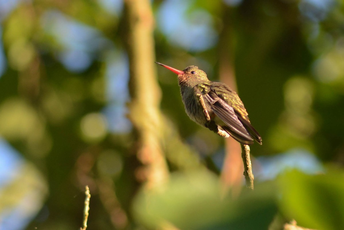 Gilded Hummingbird - ML561188961
