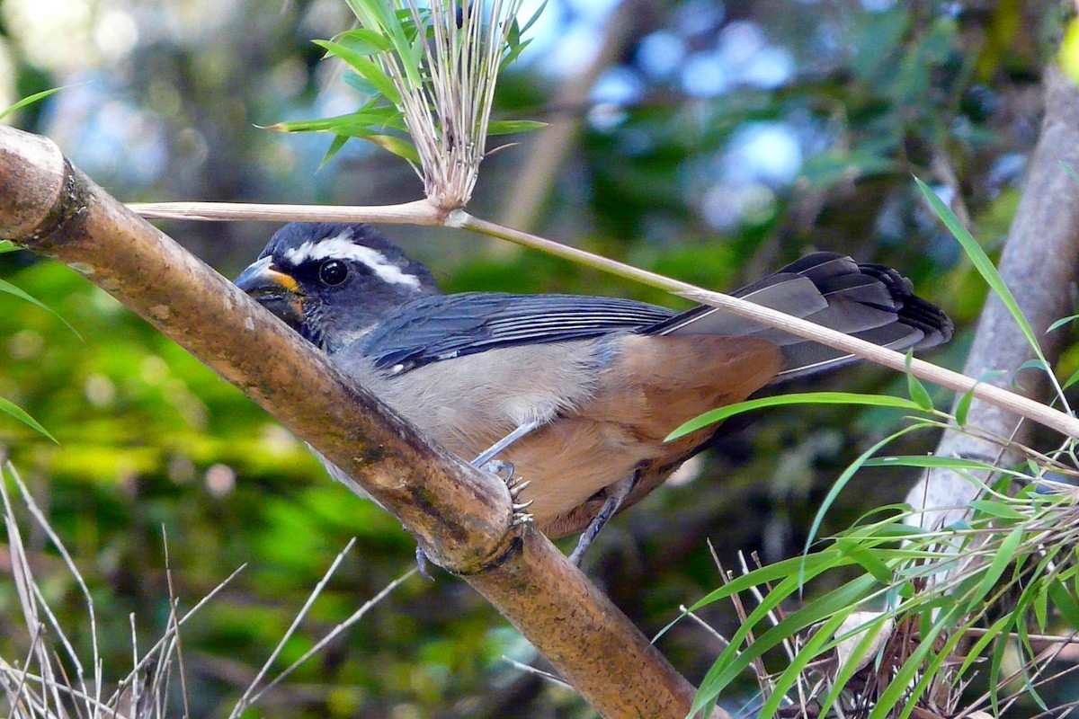 Thick-billed Saltator - Tommy Pedersen