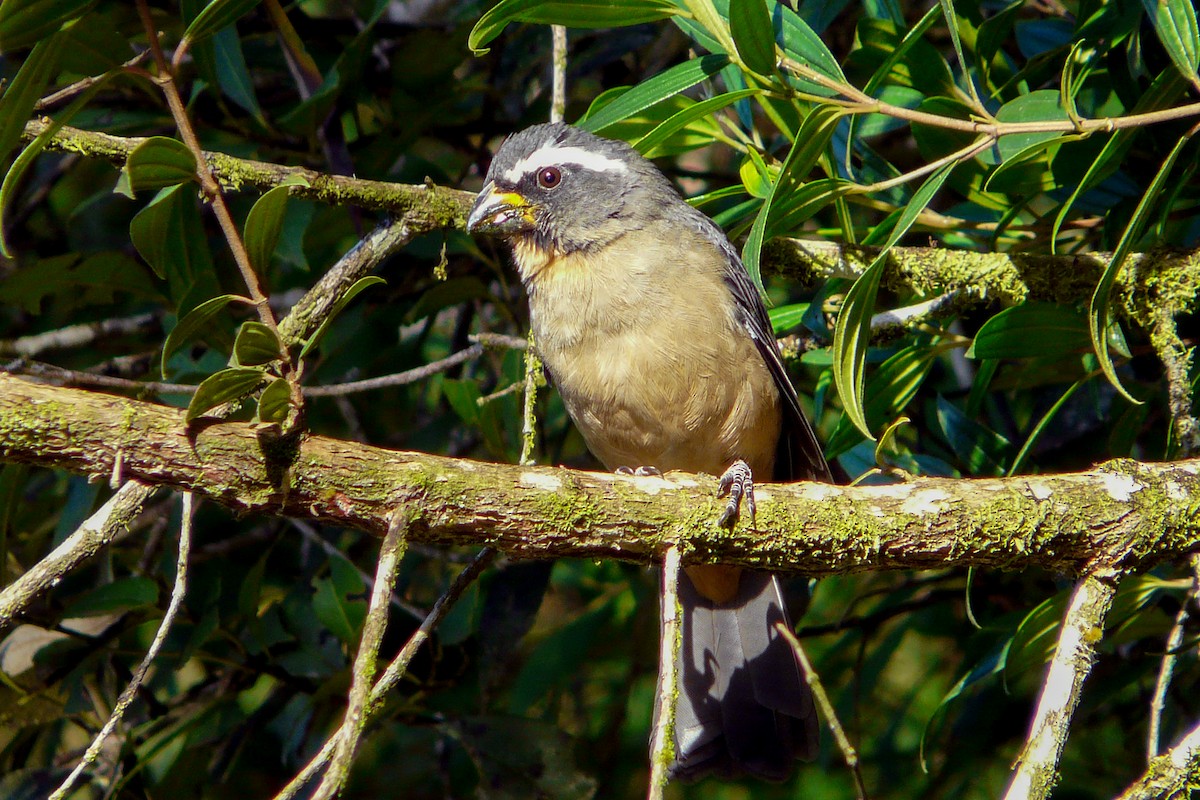 Saltator à bec épais - ML561189001