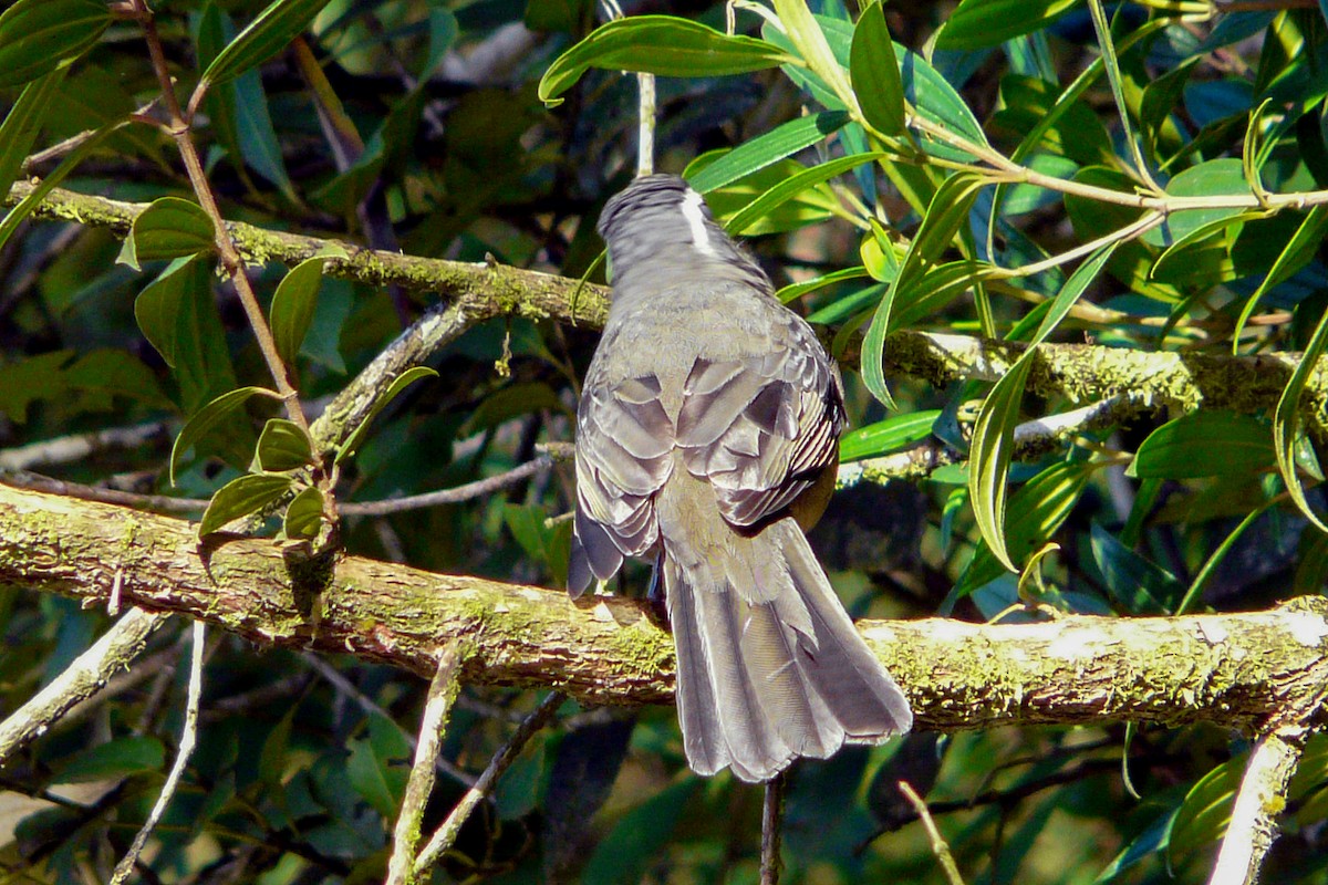 Thick-billed Saltator - Tommy Pedersen