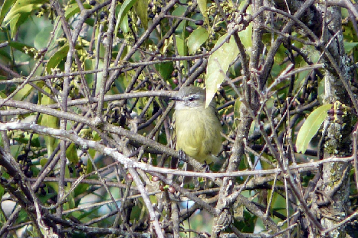 Gray-capped Tyrannulet - Tommy Pedersen