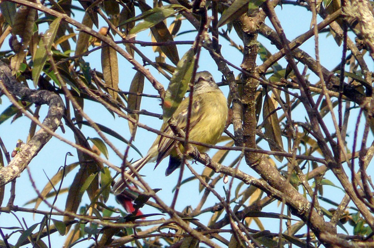 Gray-capped Tyrannulet - Tommy Pedersen