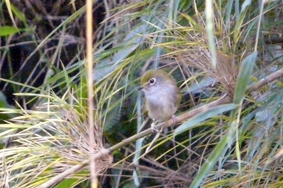 Orejerito de Serra Do Mar - ML561189221