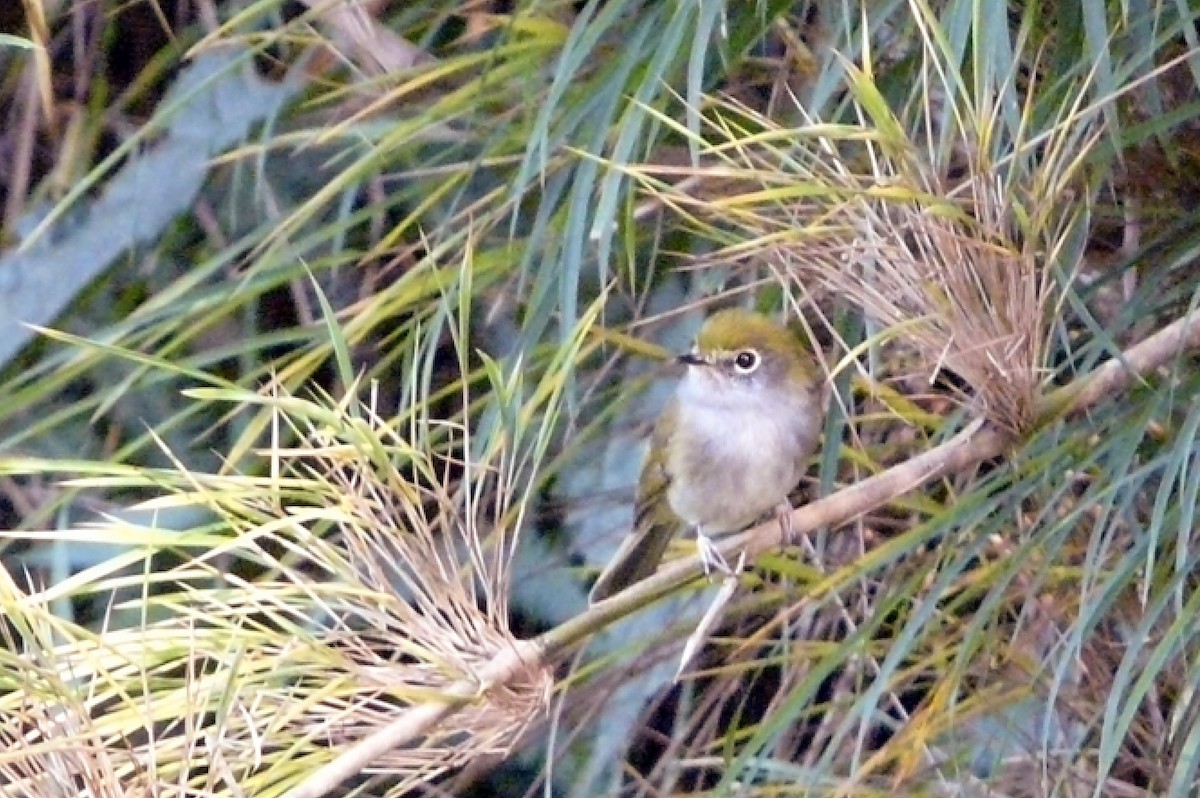 Orejerito de Serra Do Mar - ML561189231