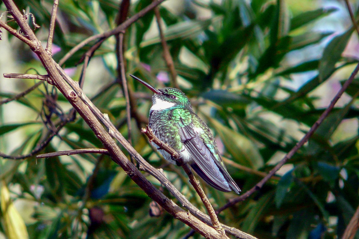 Colibri à gorge blanche - ML561189351