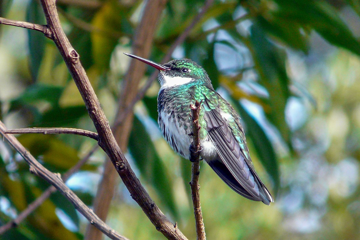 White-throated Hummingbird - Tommy Pedersen