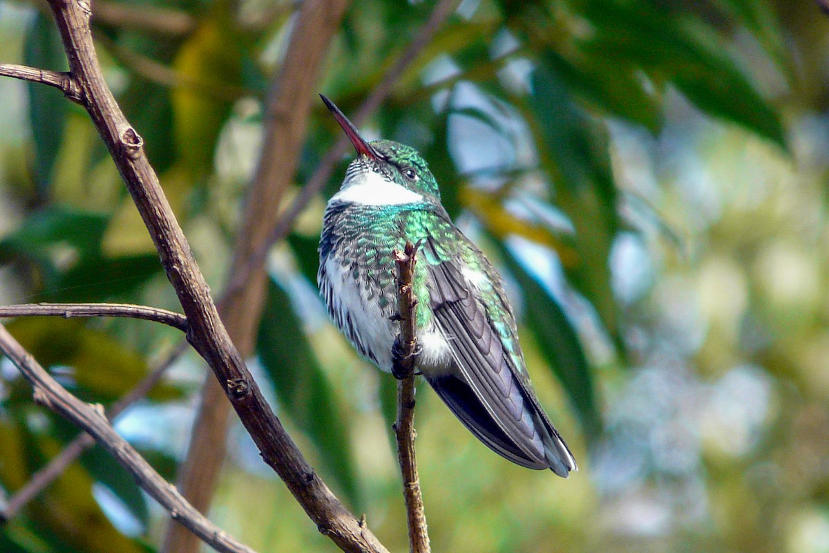 White-throated Hummingbird - ML561189371