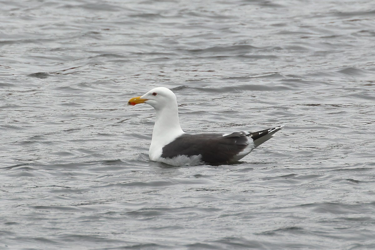 Great Black-backed Gull - ML561191281