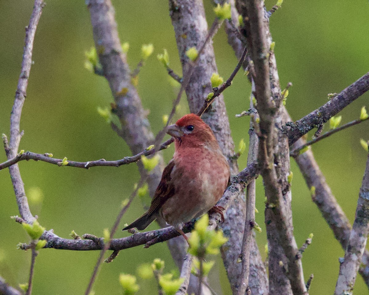 Purple Finch - Dave Bengston