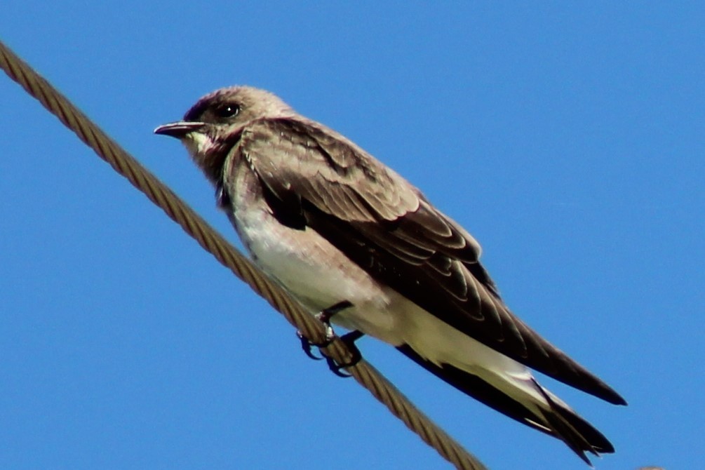 Brown-chested Martin - ML561192541