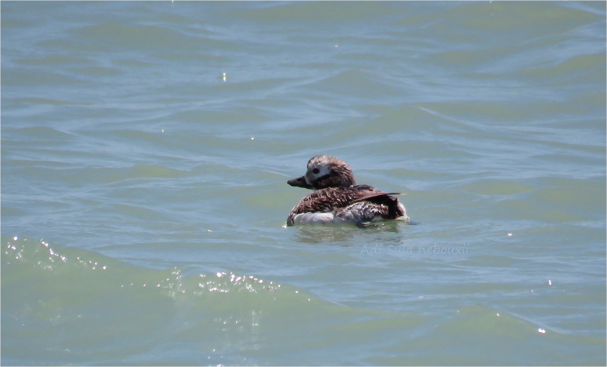 Long-tailed Duck - ML56119271