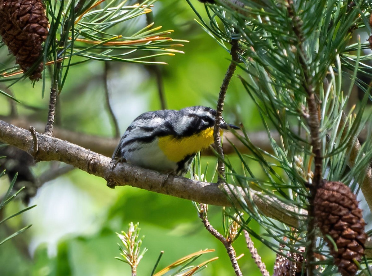 Yellow-throated Warbler - ML561193171