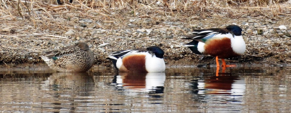 Canard souchet - ML561193801