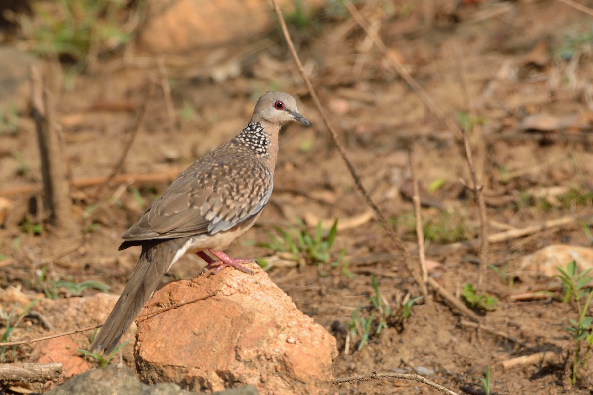 Spotted Dove - ML56119381