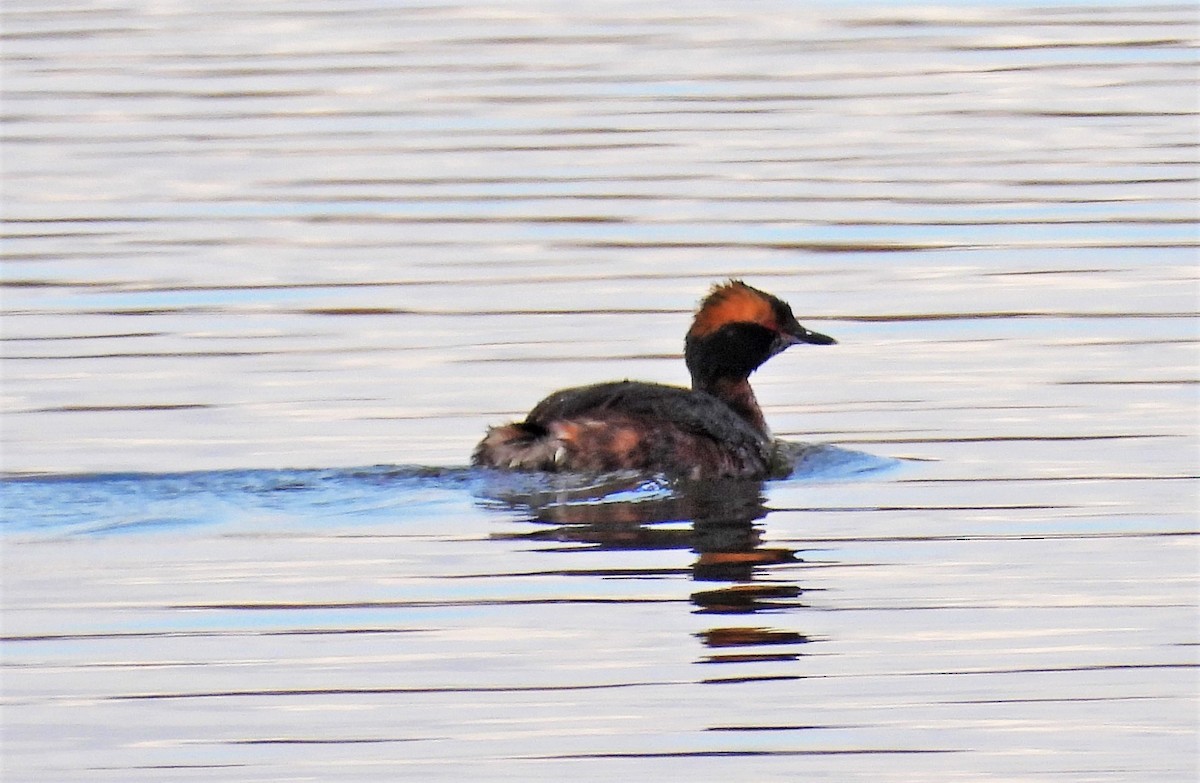 Horned Grebe - ML561193921