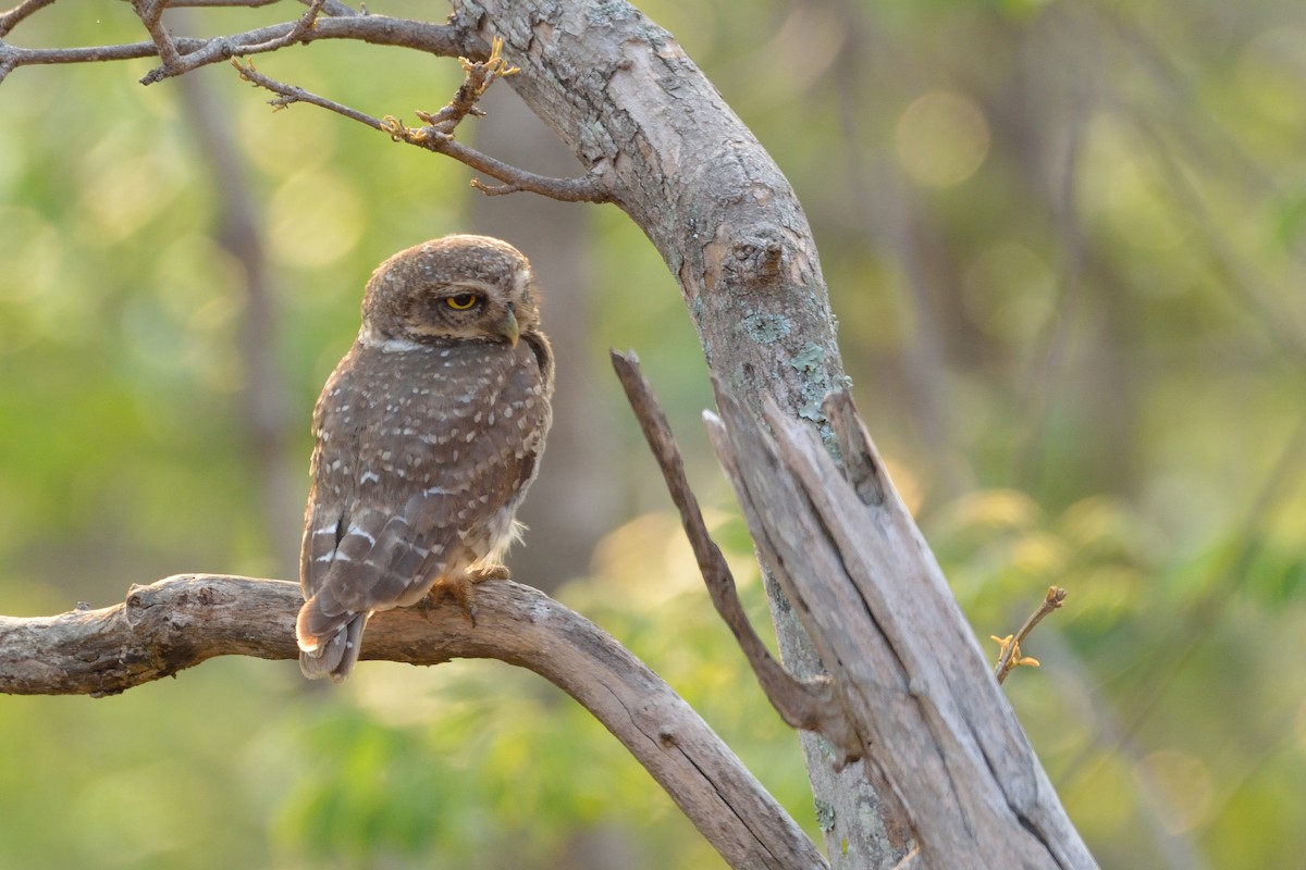 Spotted Owlet - ML56119451